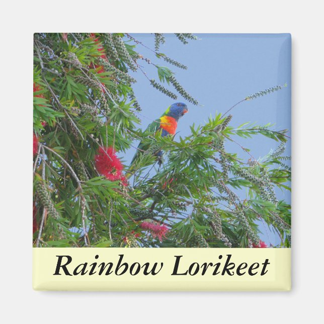 Imã Rainbow Lorikeet (Frente)