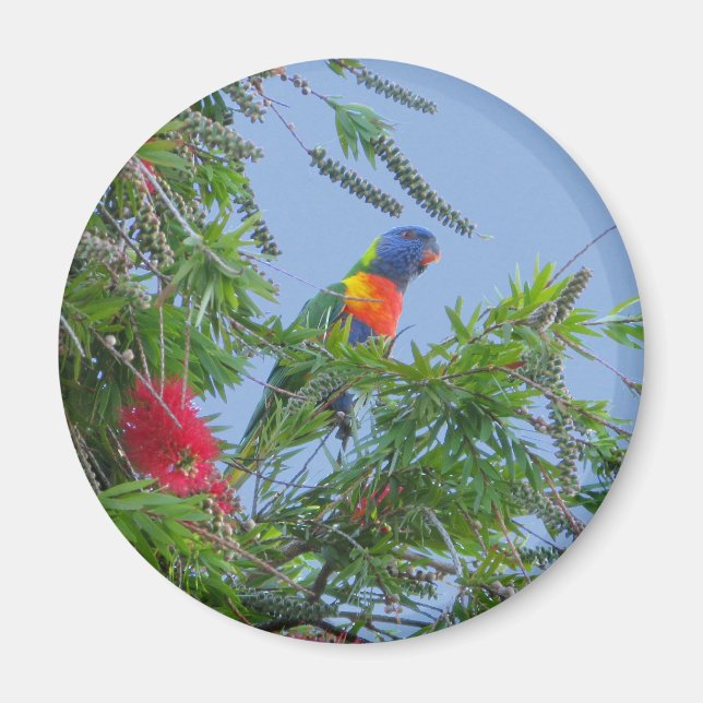 Imã Rainbow Lorikeet (Frente)