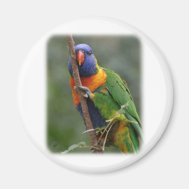 Imã Rainbow Lorikeet 9Y209D-177 (Frente)