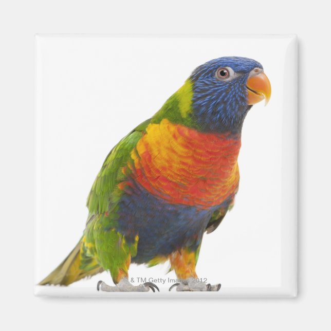 Imã Rainbow Lorikeet fêmea - Trichoglossus (Frente)