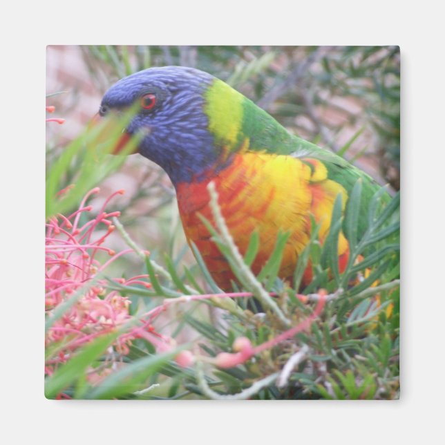 Imã Rainbow Lorikeet Magnet (Frente)