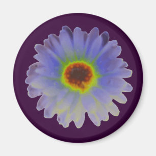 Imã Rainbow Marigold Magnet