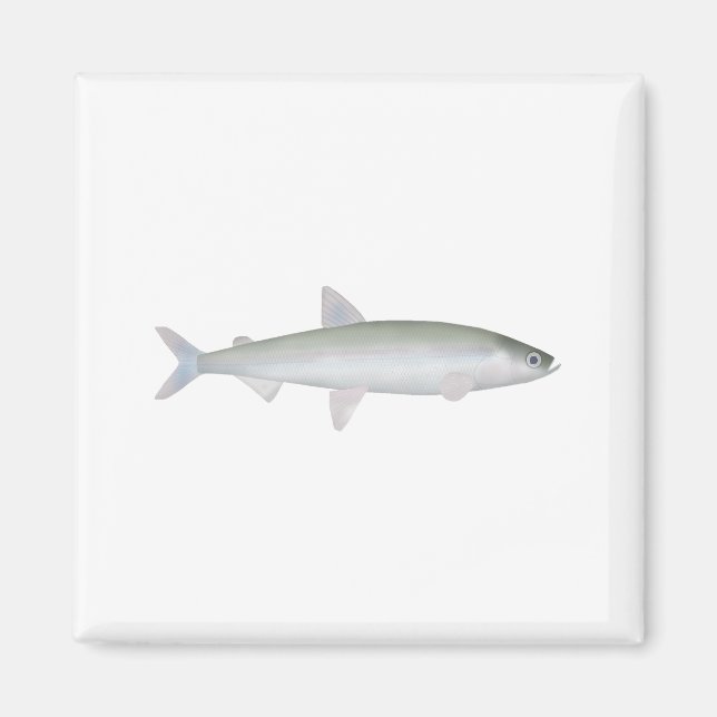 Imã Rainbow Smelt (Frente)