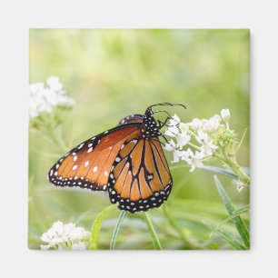 Imã Rainha Borboleta Amanhã em Milkweed
