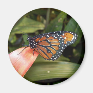 Imã Rainha Butterfly Magnet