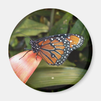 Imã Rainha Butterfly Magnet
