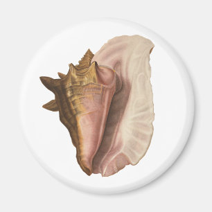 Imã Rainha Conch Shell Seashell, Vintage Marine Life