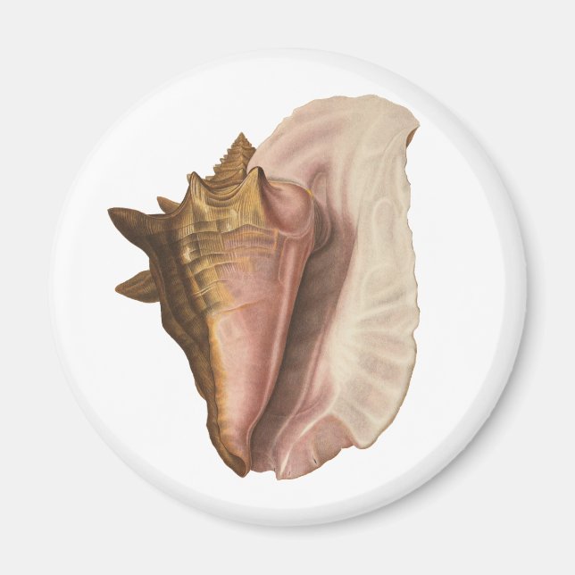 Imã Rainha Conch Shell Seashell, Vintage Marine Life (Frente)