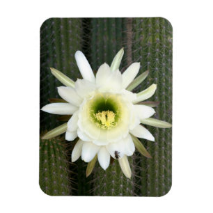 Ímã Rainha Da Flor De Cacto Noturno, Região Do Karoo