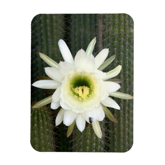 Ímã Rainha Da Flor De Cacto Noturno, Região Do Karoo (Vertical)