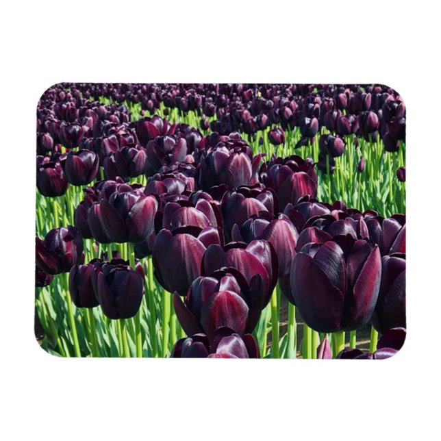 Ímã Rainha das Tulipas Noturnas (Horizontal)