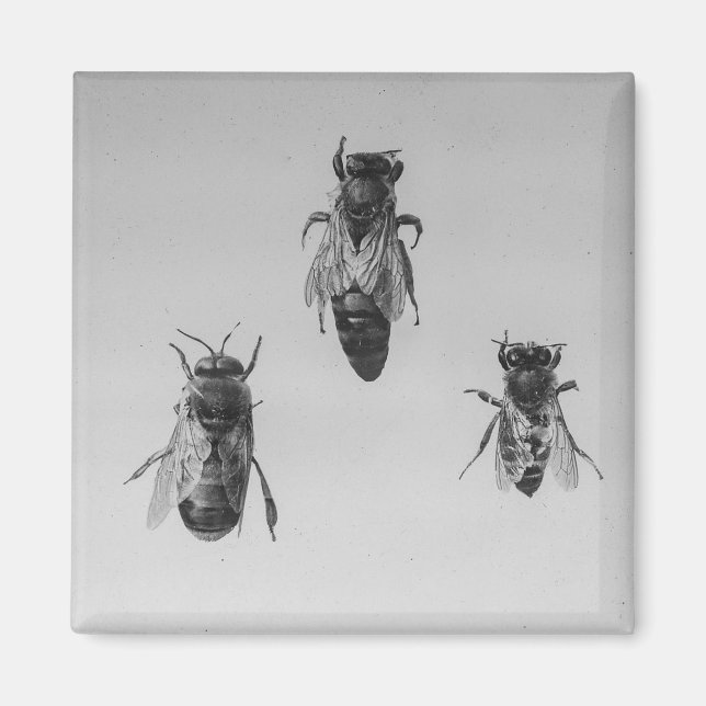 Imã Rainha Drone Trabalhadora Apiarista em Apiologia (Frente)