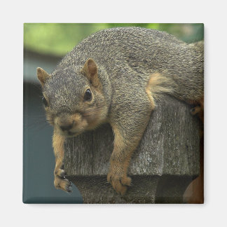 Imã Rainha Eleanor do Reino Paz