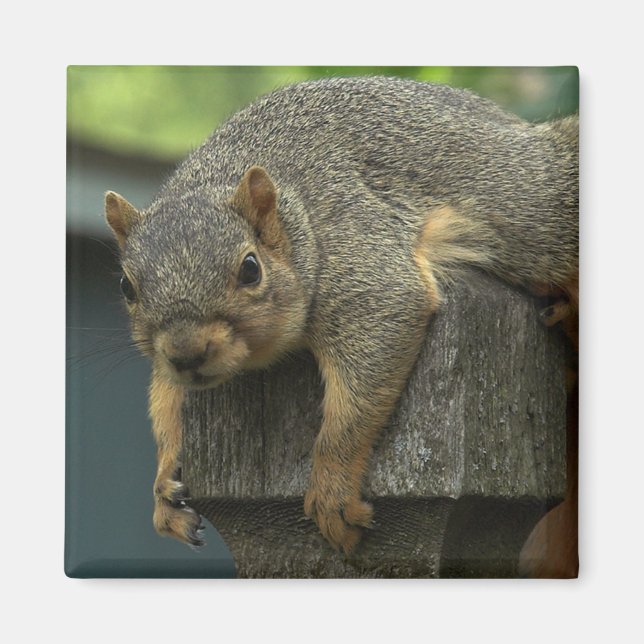 Imã Rainha Eleanor do Reino Paz (Frente)