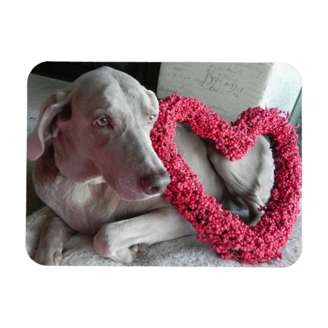 Ímã Rain's Love - dog - Weimaraner Magnet (Horizontal)