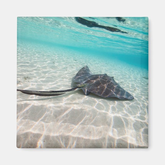 Imã Raio-do-mar (Frente)