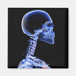 Imã Raio-X dos ossos no pescoço