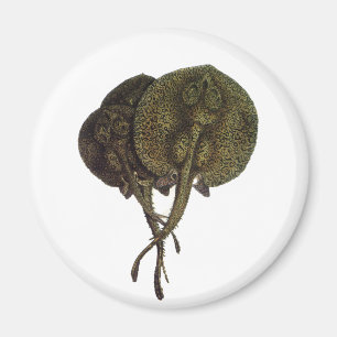 Imã Raios-Cama Vintage Rays Stingrays, Animais da Vida