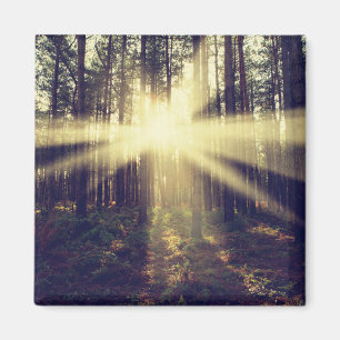 Imã Raios de sol da floresta