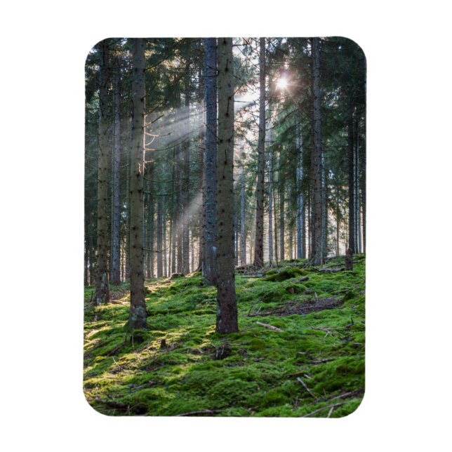 Ímã Raios de sol na Floresta Negra (Vertical)