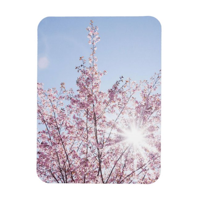 Ímã raios solares atravessam flores cor-de-rosa de uma (Vertical)