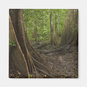 Imã Raízes de Contraforte. Floresta Tropical, Mapari R