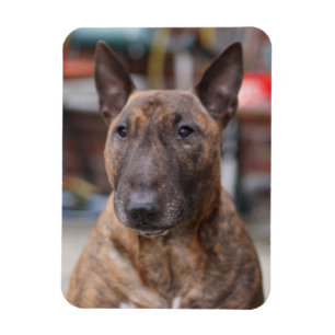Ímã rajado de bull terrier do inglês