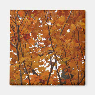 Imã Ramais de Folhas de Maple I Orange Autumn