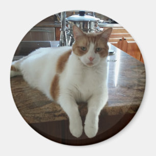 Imã Rambo - Gatinho laranja