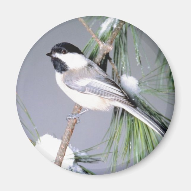 Imã Ramificação coberta por neve de pássaros (Frente)