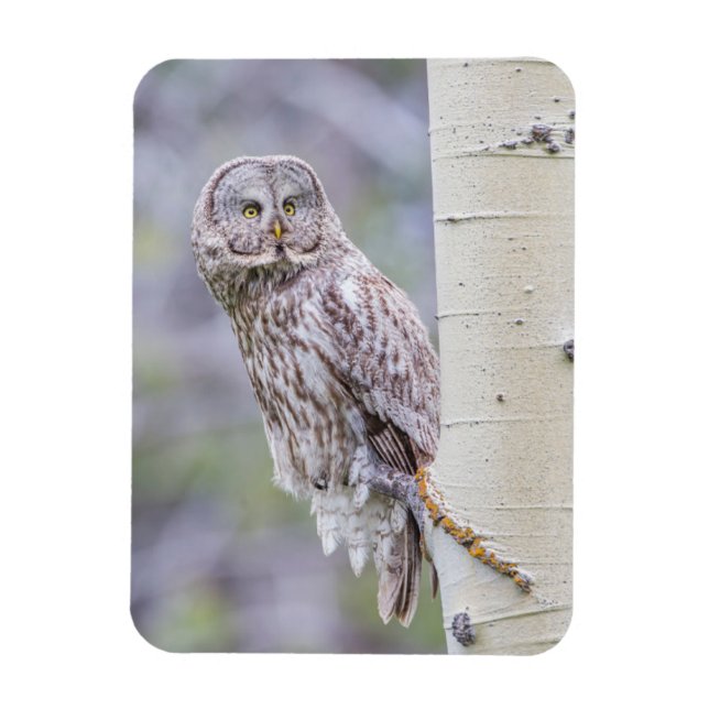 Ímã Ramificação da Árvore de excelente da Cinza (Vertical)