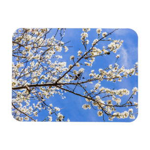 Ímã ramificação de floração