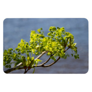 Ímã Ramificação verde-branca no vento