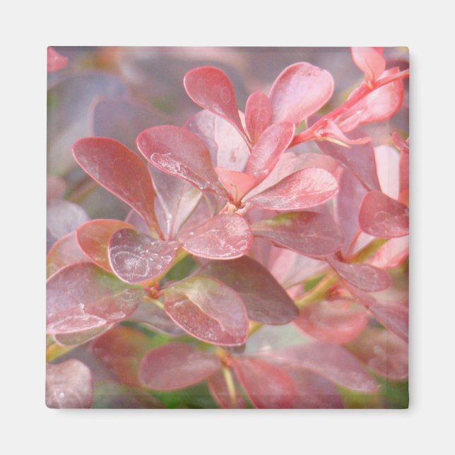 Imã Ramificações bonito rosa (Frente)