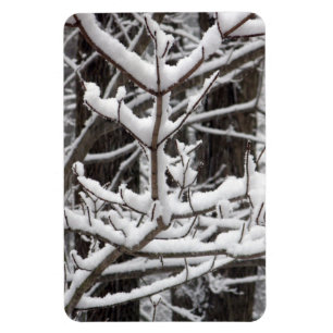 Ímã Ramificações cobertas por neve