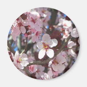 Imã Ramo da árvore de florescência do primavera