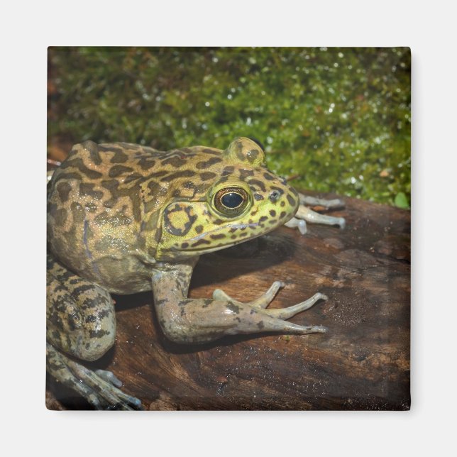 Imã Rana catesbeiana (Frente)