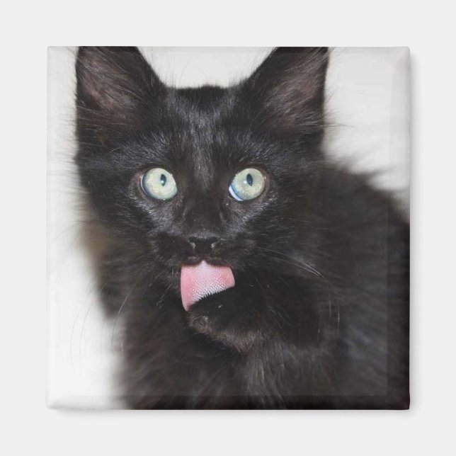 Imã Ranger Kitten Limpando Magnet (Frente)