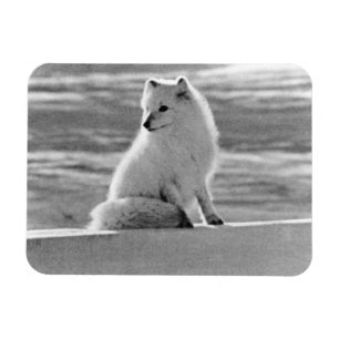Ímã Rapariga ártica do Alasca EUA vintage 1970
