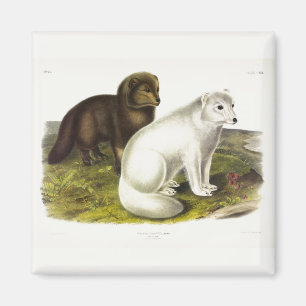Imã Raposa Árctica (Raposa Branca, Raposa Polar, Rapos