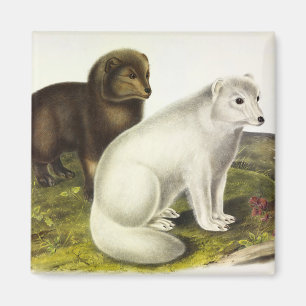 Imã Raposa Árctica (Raposa Branca, Raposa Polar, Rapos