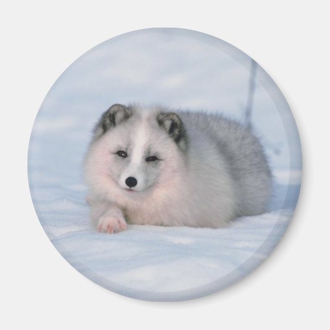 Imã Raposa de Neve (Frente)