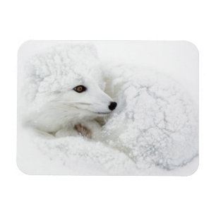 Ímã Raposa-do-ártico enrolada no inverno