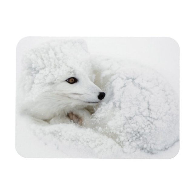 Ímã Raposa-do-ártico enrolada no inverno (Horizontal)