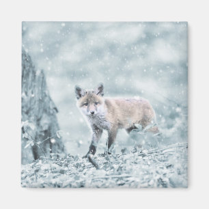 Imã Raposa na Neve