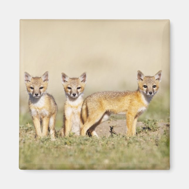 Imã Raposa Roxosa (Vulpes macrotis) jovem em den burro (Frente)