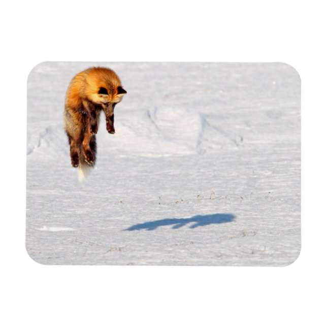 Ímã Raposa Salta | Yukon, Canadá (Horizontal)