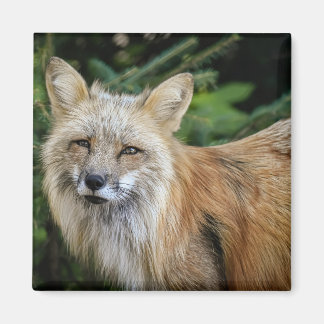 Imã Raposa selvagem