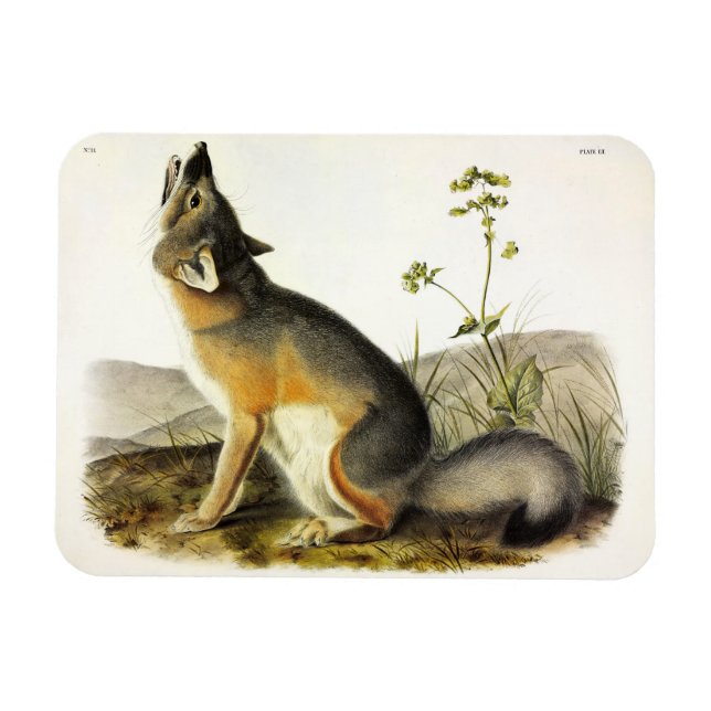 Ímã Raposa Swift (Vulpes Velox) dos Quadrupeds de Audu (Horizontal)