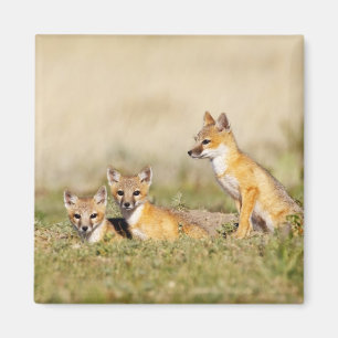 Imã Raposa Veloz (Vulpes macrotis) jovem na toca da co